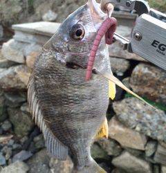 淀川河口周辺で日が沈む前にチニング〜キビレの釣果