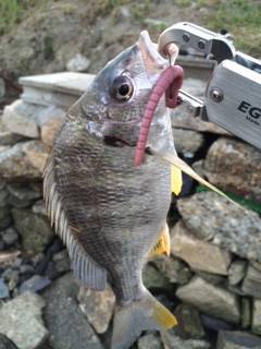 淀川河口周辺で日が沈む前にチニング〜キビレ…