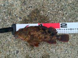 須磨周辺にて探り釣り〜ガシラ連発にアブラメもヒット