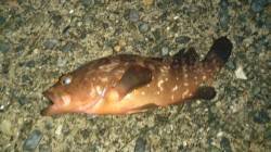 養老にてヤエンの活きアジ確保のアジングにア…