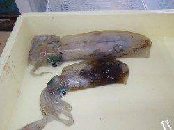 みなべ岩代堤防でエギングでアオリイカの釣果