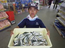 芳養漁港　サビキでイワシ・豆アジ・チャリコ…