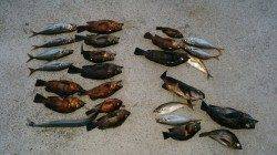 淡路島・岩屋にてウキ釣り〜安定してメバルとアジ交互に掛かりました♪