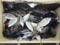 みなべの一本松漁港にてグレ・シマアジ・豆アジ・ガシラなど大漁♪