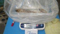 田辺元島にて初春イカＧＥＴ〜ヤエンのアオリイカ釣果