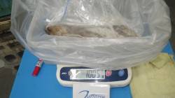 田辺元島にて初春イカＧＥＴ〜ヤエンのアオリ…