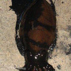 小浜エリア 夕間詰めから朝間詰めエギング〜日の出前キロUPコウイカHIT