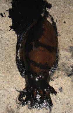 小浜エリア 夕間詰めから朝間詰めエギング〜…