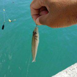埴田漁港でキス・ハゼ〜お昼間のど干潮でもアタリ多く
