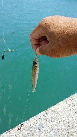 埴田漁港でキス・ハゼ〜お昼間のど干潮でもアタリ多く