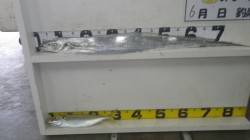 田辺芳養（はや）堤防でタチウオ90cm&a…