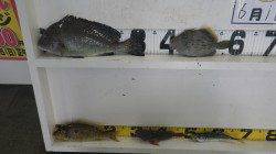 目津崎、フカセで夜釣り　コロダイ初GETです！