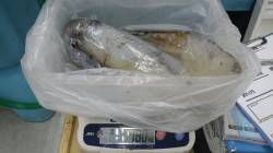 日置地磯でのアオリイカの釣果〜1800g&…