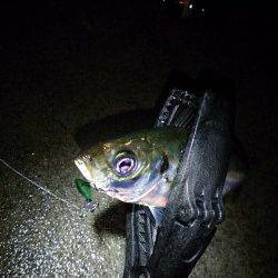 雨の淡路島・仮屋でアジング〜キャストごとにアタリで連続ヒット！