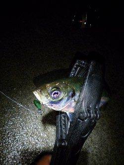 雨の淡路島・仮屋でアジング〜キャストごとにアタリで連続ヒット！