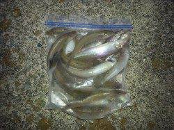 埴田漁港　ちょい投げでキス＆グレの釣果