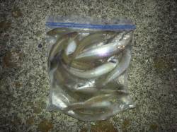 埴田漁港　ちょい投げでキス＆グレの釣果