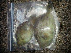 埴田漁港　ちょい投げでキス＆グレの釣果