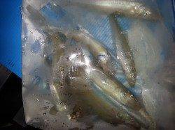 堺漁港でちょい投げ　フグ多い(>_<)