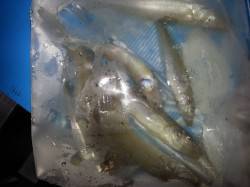 堺漁港でちょい投げ　フグ多い(>_&…