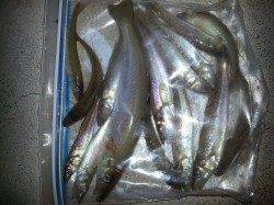 20cmオーバーのBIGキス！戎漁港の夕まづめ