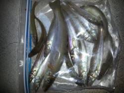 20cmオーバーのBIGキス！戎漁港の夕ま…