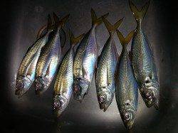 文里湾にてカゴ釣りでアジの釣果〜時合は短く30分間ほど
