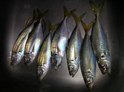 文里湾にてカゴ釣りでアジの釣果〜時合は短く…