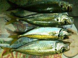 日置川沿いにてアジング〜メガアジは中々釣れません(^-^;