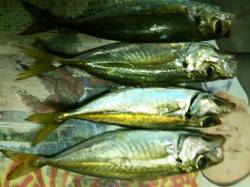 日置川沿いにてアジング〜メガアジは中々釣れ…