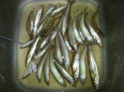 戎漁港でちょい投げキス釣れています!