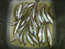 戎漁港でちょい投げキス釣れています！