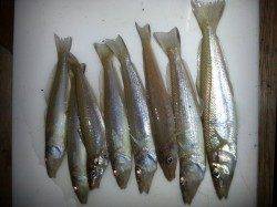 堺漁港ちょい投げでキスの釣果
