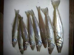 堺漁港ちょい投げでキスの釣果