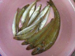 引きの強さにビックリ！　戎漁港でキス25㎝ゲットo(^o^)o　