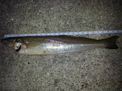 引きの強さにビックリ！　戎漁港でキス25㎝…