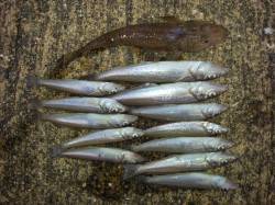 戎漁港　投げ釣りでキスの釣果