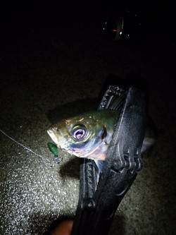 雨の淡路島・仮屋でアジング〜キャストごとに…