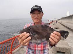 平磯海づり公園でウマヅラハギ28cm&am…