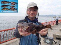 平磯海づり公園 ガシラ29cmを頭に5尾とアイナメの釣果