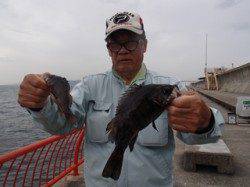 平磯海づり公園　落とし込みでメバル27cm