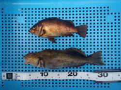 平磯海づり公園 シラサのウキ釣りで良型アイ…