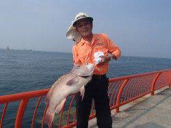 平磯海づり公園 サザエをエサにコブダイ74 5cm 兵庫県 瀬戸内海側 神戸市立平磯海づり公園 落とし込み カンダイ 陸っぱり 釣り 魚釣り 釣果情報サイト カンパリ