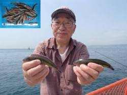 平磯海づり公園　投げ釣りでベラ37尾！