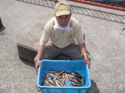 平磯海づり公園　胴突でベラ・アイナメ・ガシ…