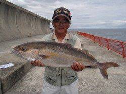 平磯海釣り公園 投げ釣りでカンパチ69cm 兵庫県 瀬戸内海側 神戸市立平磯海づり公園 投げ釣り カンパチ ネイリ 陸っぱり 釣り 魚釣り 釣果情報サイト カンパリ