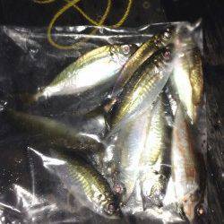 大阪南港周辺でアジング〜何とか数も釣れて満足☆