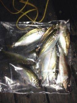 大阪南港周辺でアジング〜何とか数も釣れて満足☆