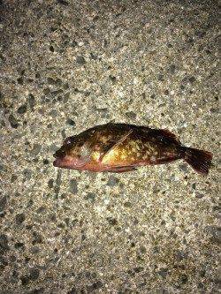 樽井漁港でガシラ一時間で9匹〜底に落としてワインドさせるとヒット