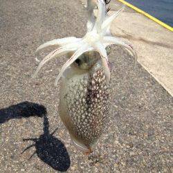 神戸港でコウイカ狙いのデイエギング〜潮止まり少し前に1パイ